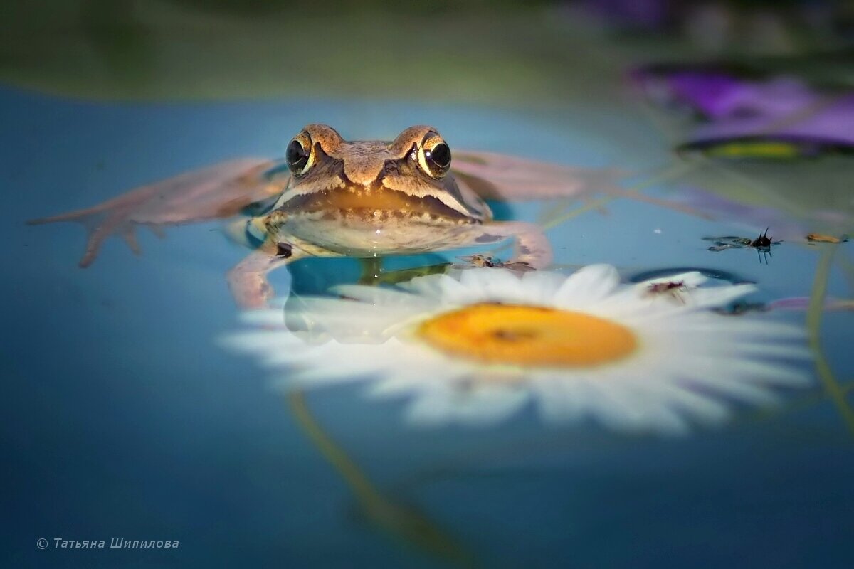 - А я всё жду... - Татьяна Шипилова (TatSh) 