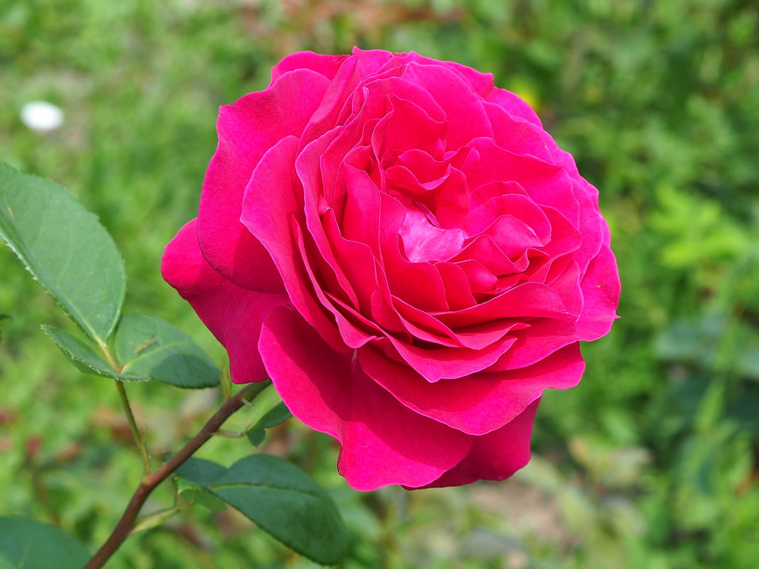 Роза в парке - wea *