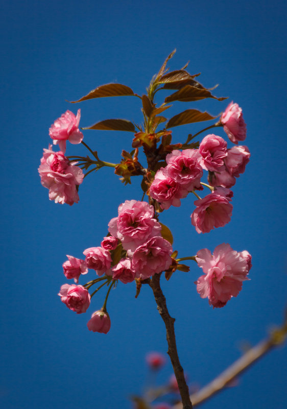 « Ветка сакуры – бархатный розовый цвет, Пара тонких зеленых листков….» - Андрей Нибылица