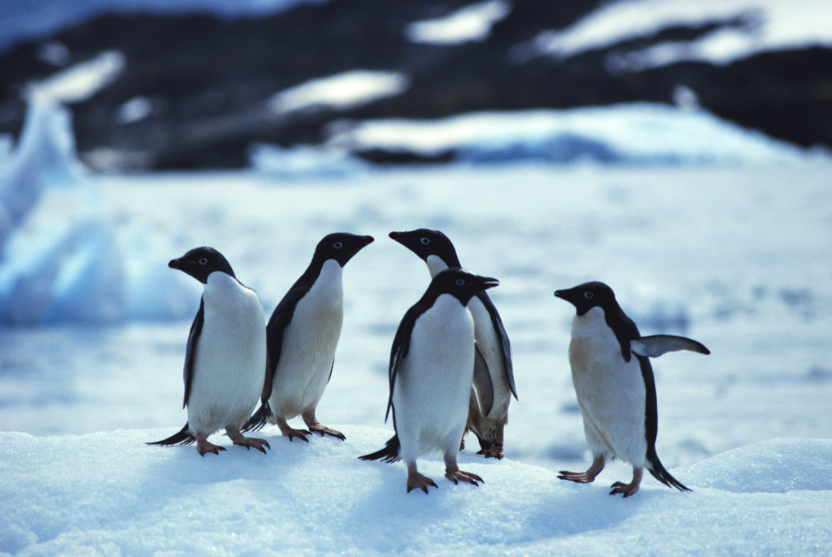 пингвины - Димончик 