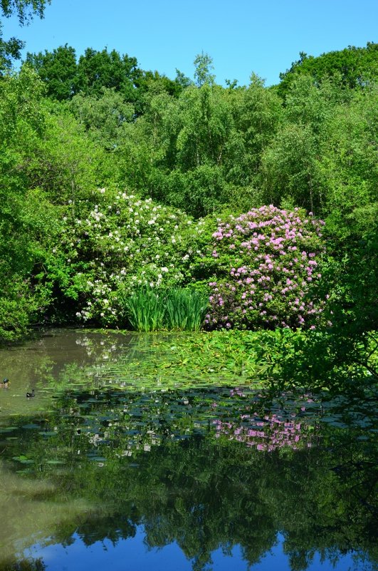 Рододендровое озеро - Тамара Бедай 