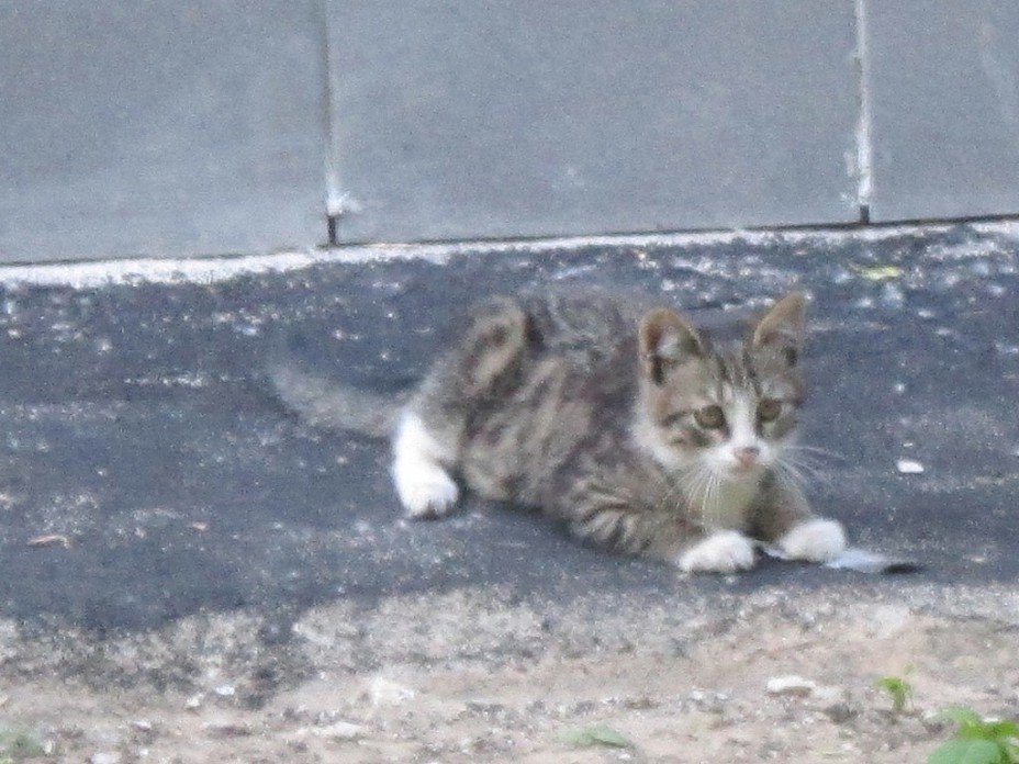 Котёнок с пёрышком играл - Дмитрий Никитин