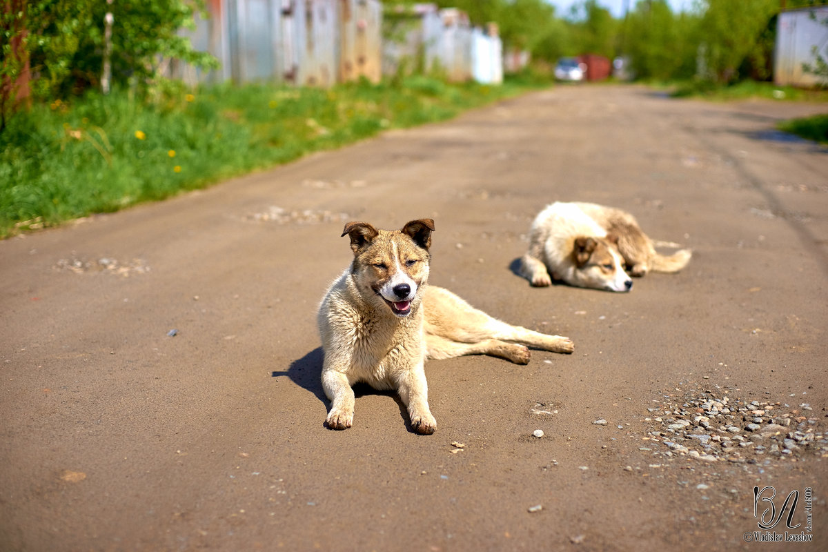 Собака-солнцу улыбака - Владислав Левашов