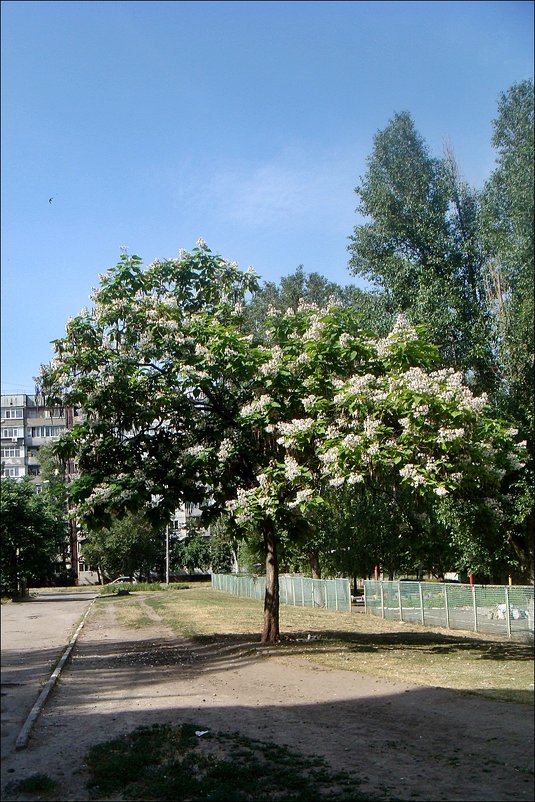 Катальпа - украшение нашего двора - Нина Корешкова