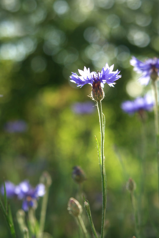 Скромненький синий цветочек - Ирина 