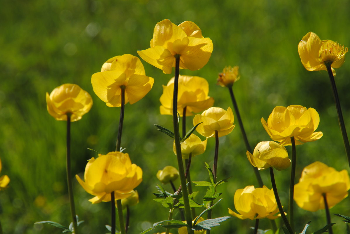 Trollius europaeus l