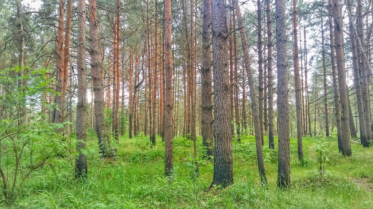 Сказка в лесу - Алёна Осипова