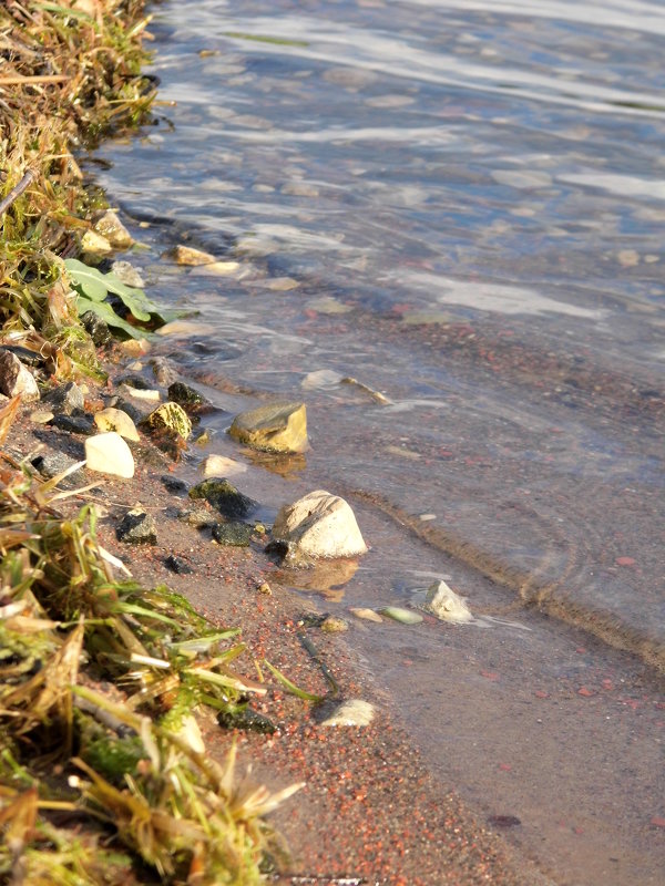 Вода - Шура Еремеева