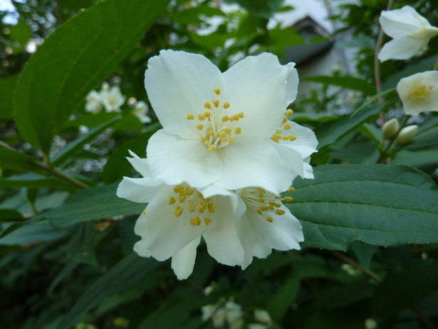 цветы жасмина - Ася Зырянова