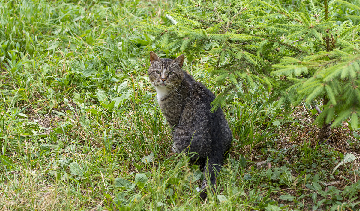 Котофей - Дворовый Кот - Олег Савин