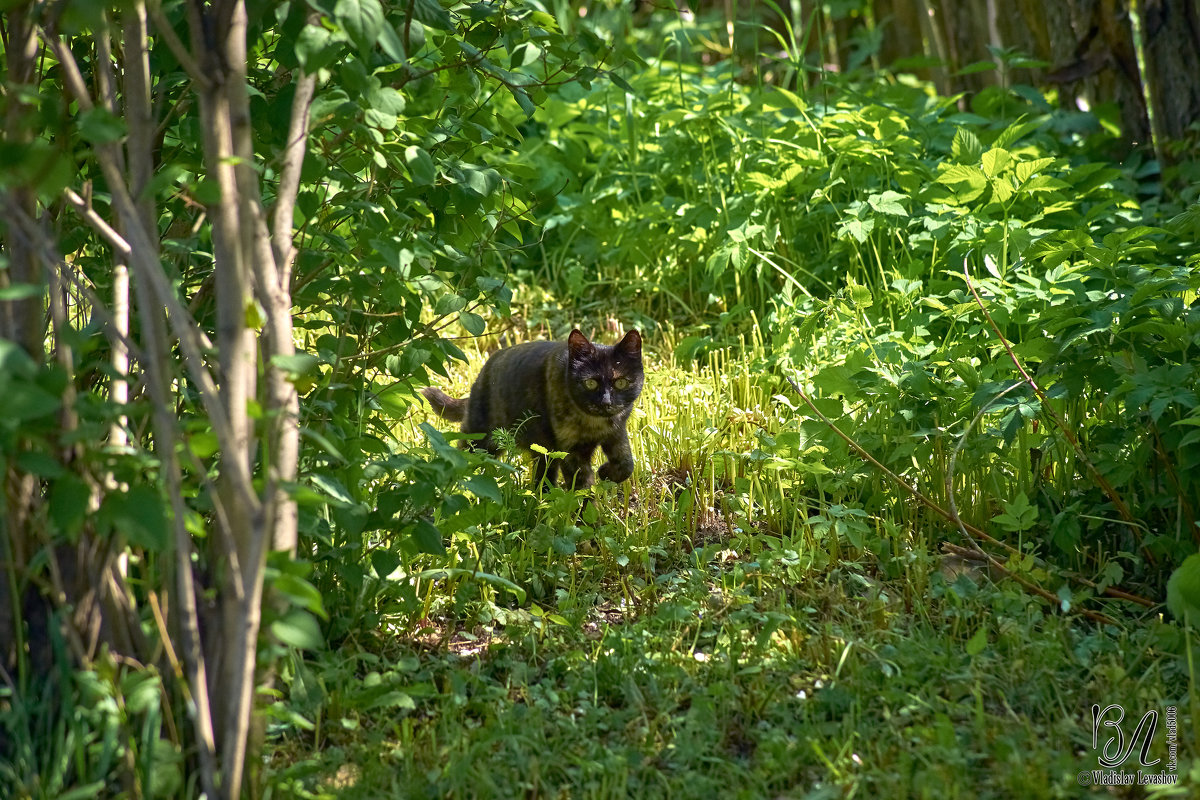 Котэ - Владислав Левашов