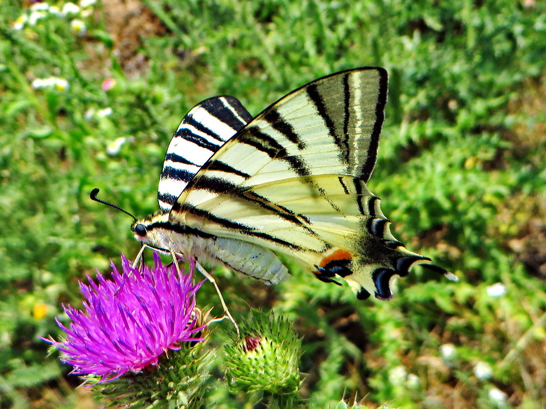 *Подалирий (лат. Iphiclides podalirius) — бабочка семейства парусников (Papilionidae) - vodonos241 