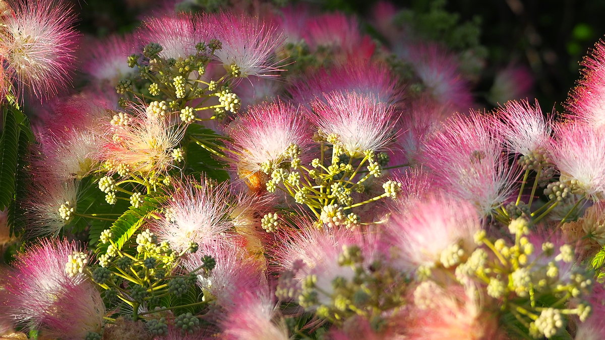Альбиция ленкоранская цветет - wea *