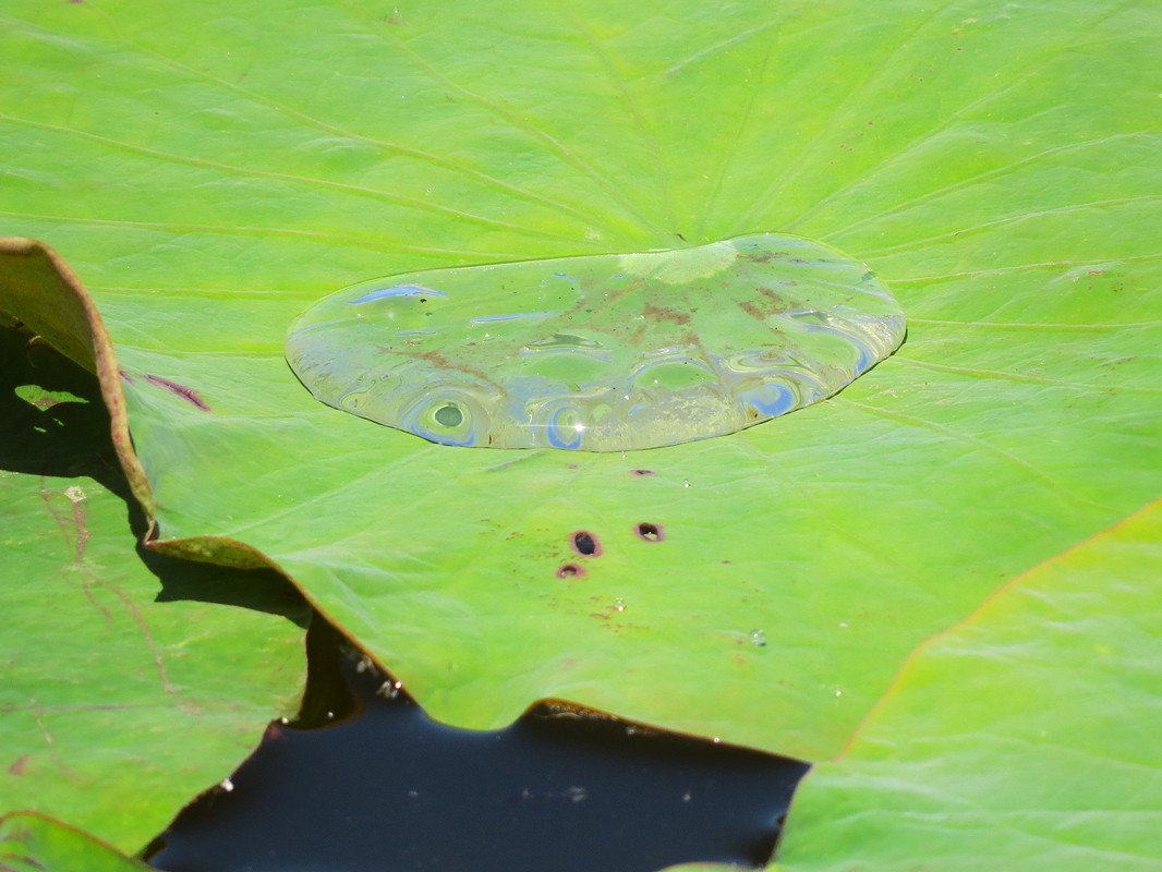 Вода на листе лотоса - Сеня Белгородский