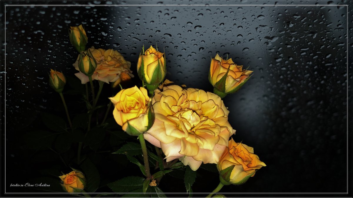 Жёлтые розы - °•●Елена●•° ♀