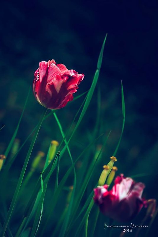 тюльпаны - Армен Абгарян