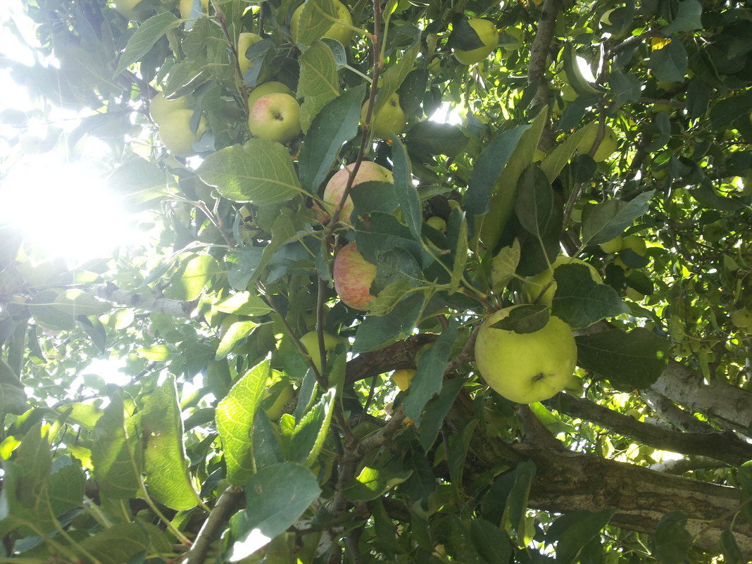 Наггар. Яблочный сад - Evgeni Pa 