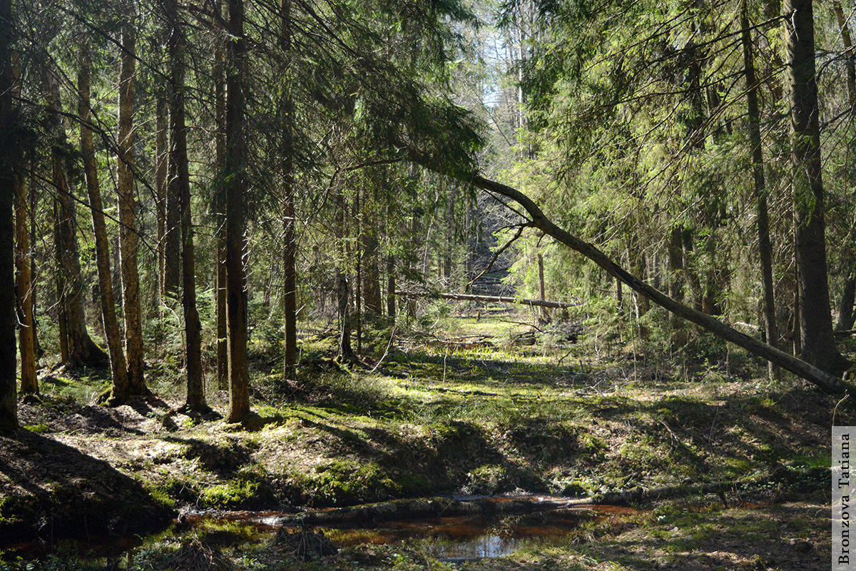 Весенний лес - Татьяна Бронзова