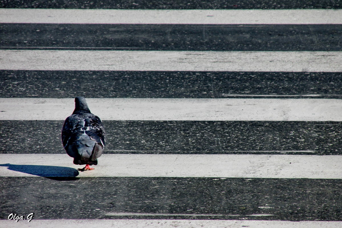 Пешеходный голубь - OLLES 