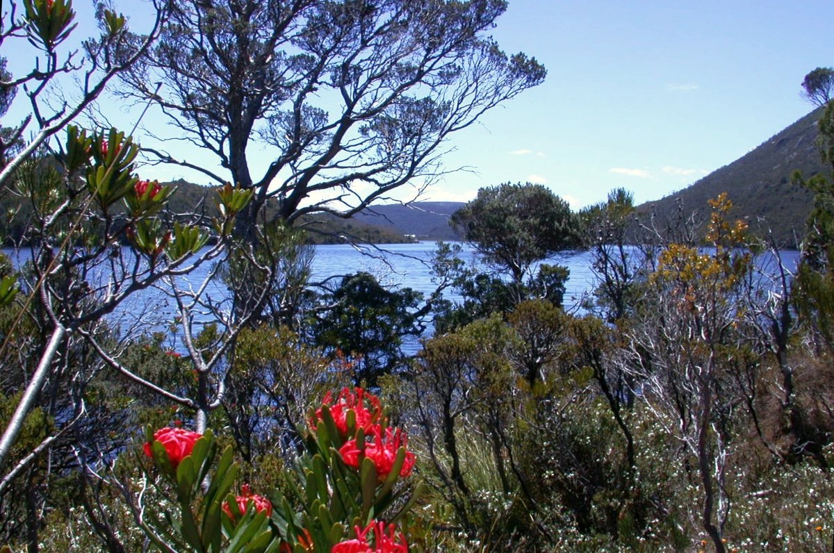 Остров Тасмания растительный мир