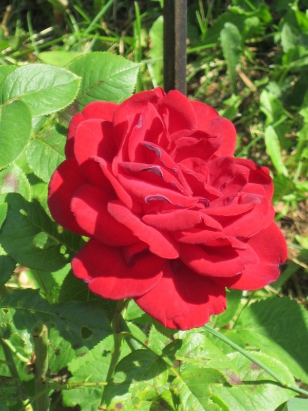 Красная роза - Дмитрий Никитин