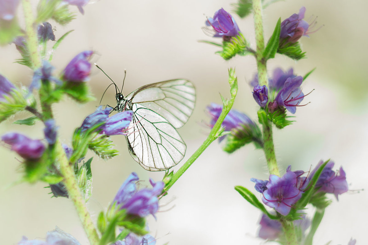 Бабочки-цветочки... - Julia Martinkova
