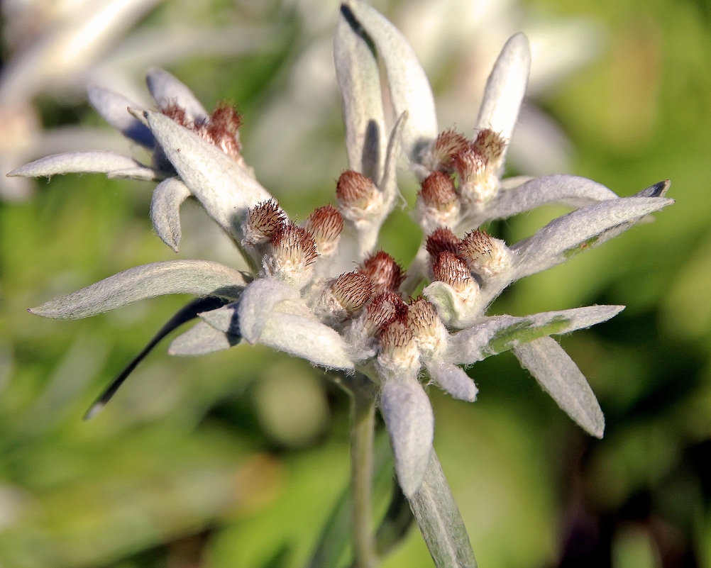 Эдельвейс Сахалинский цветок