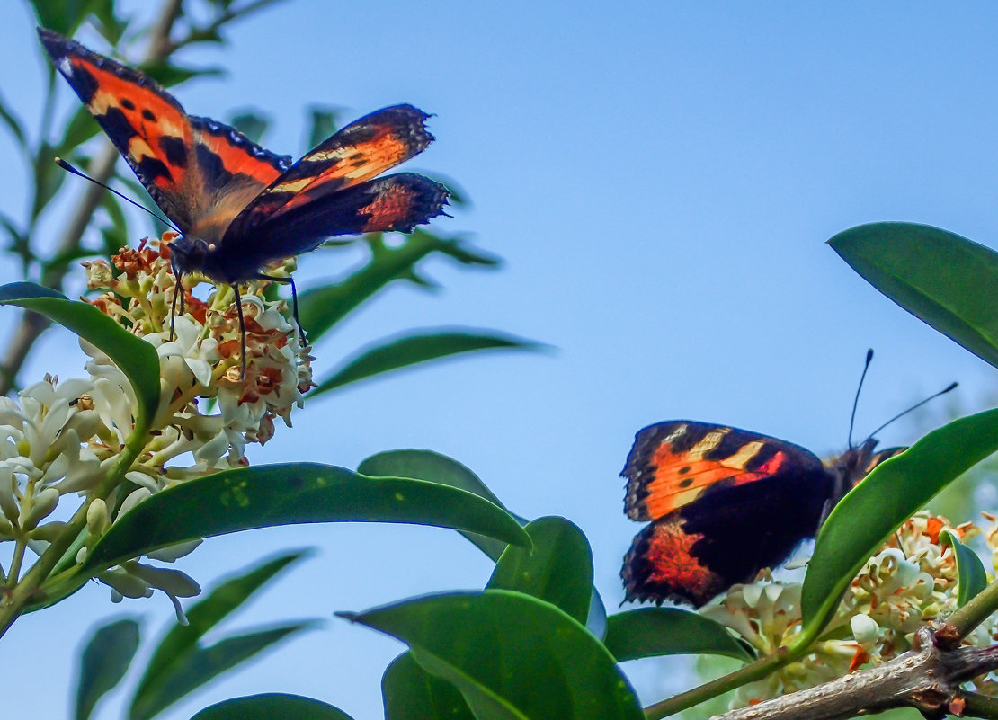 бабочки на бирючине - очень они любят этот куст - Лариса Батурова