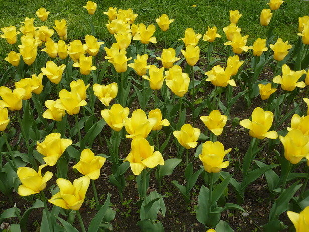 желтые тюльпаны - Ася Зырянова