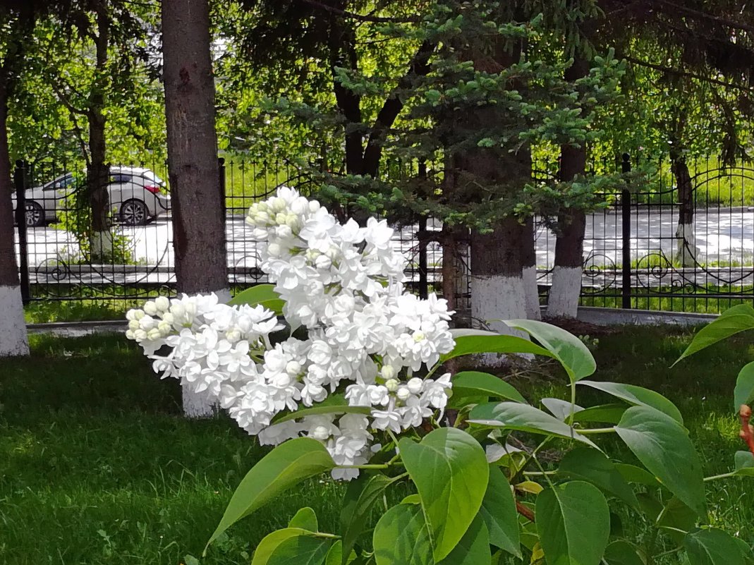 И у нас цветёт сирень - Елена Викторова 