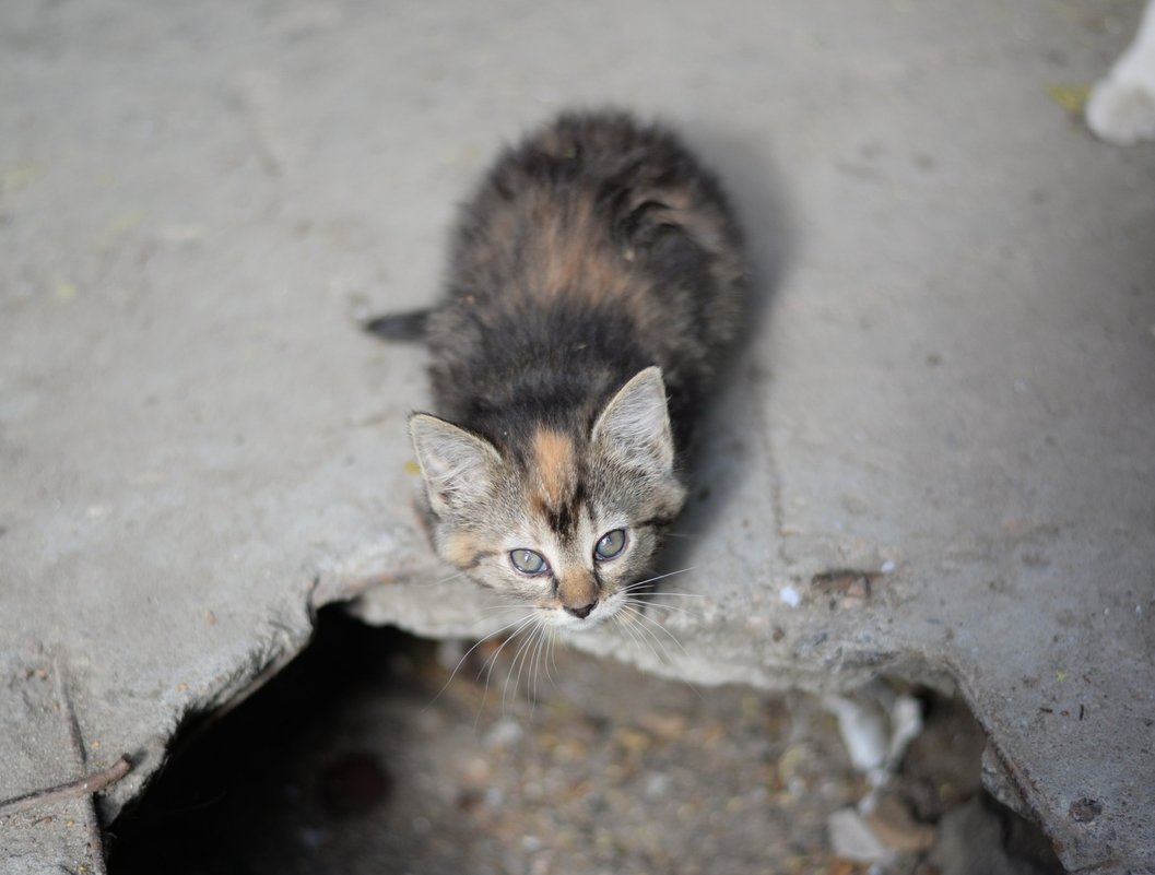 Бездомные кошки в надежде стать домашними. - Виктор Орехов