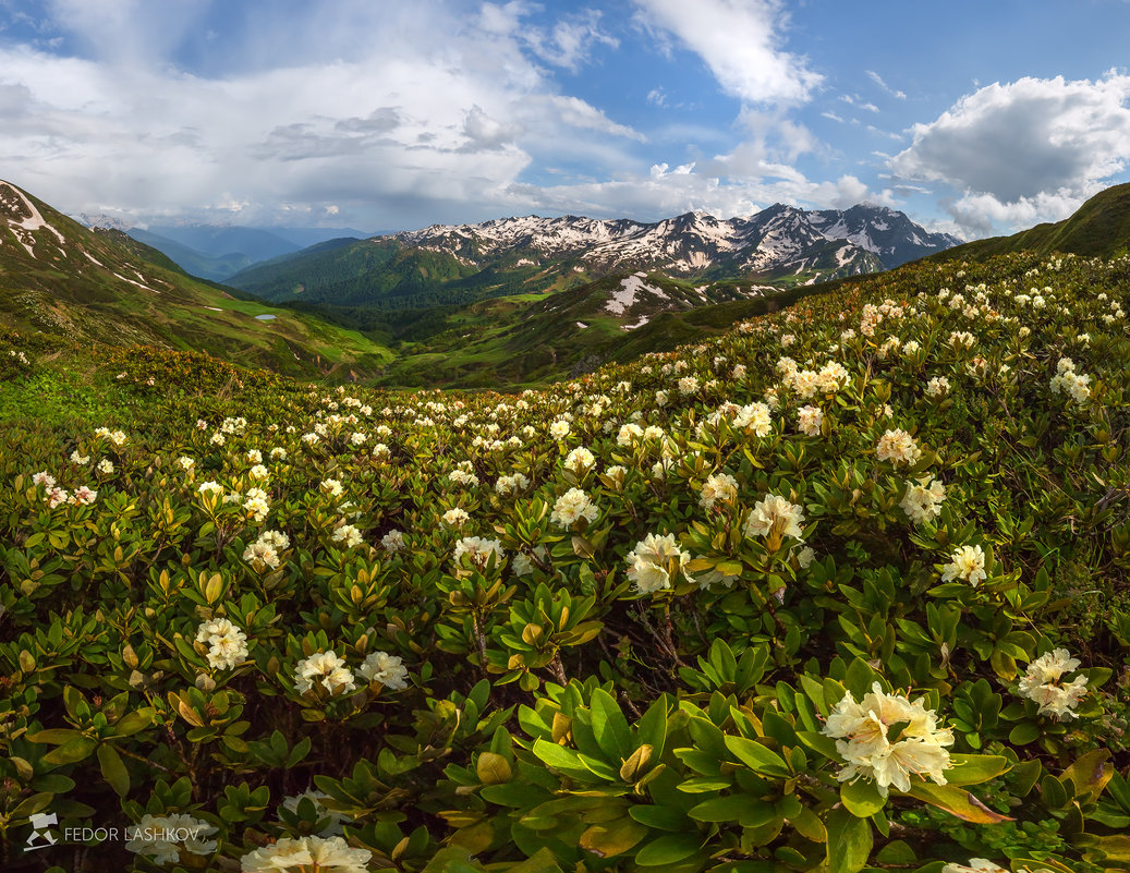 Цветущие горы Абхазии - Фёдор. Лашков