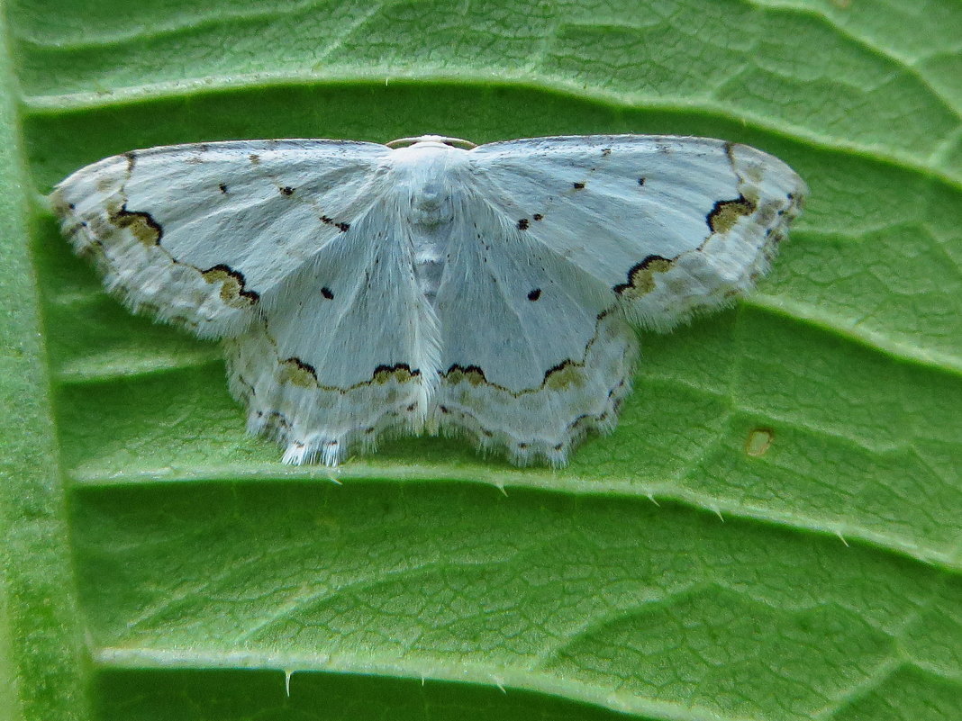 *Пяденица украшенная(лат. Scopula ornata) - vodonos241 