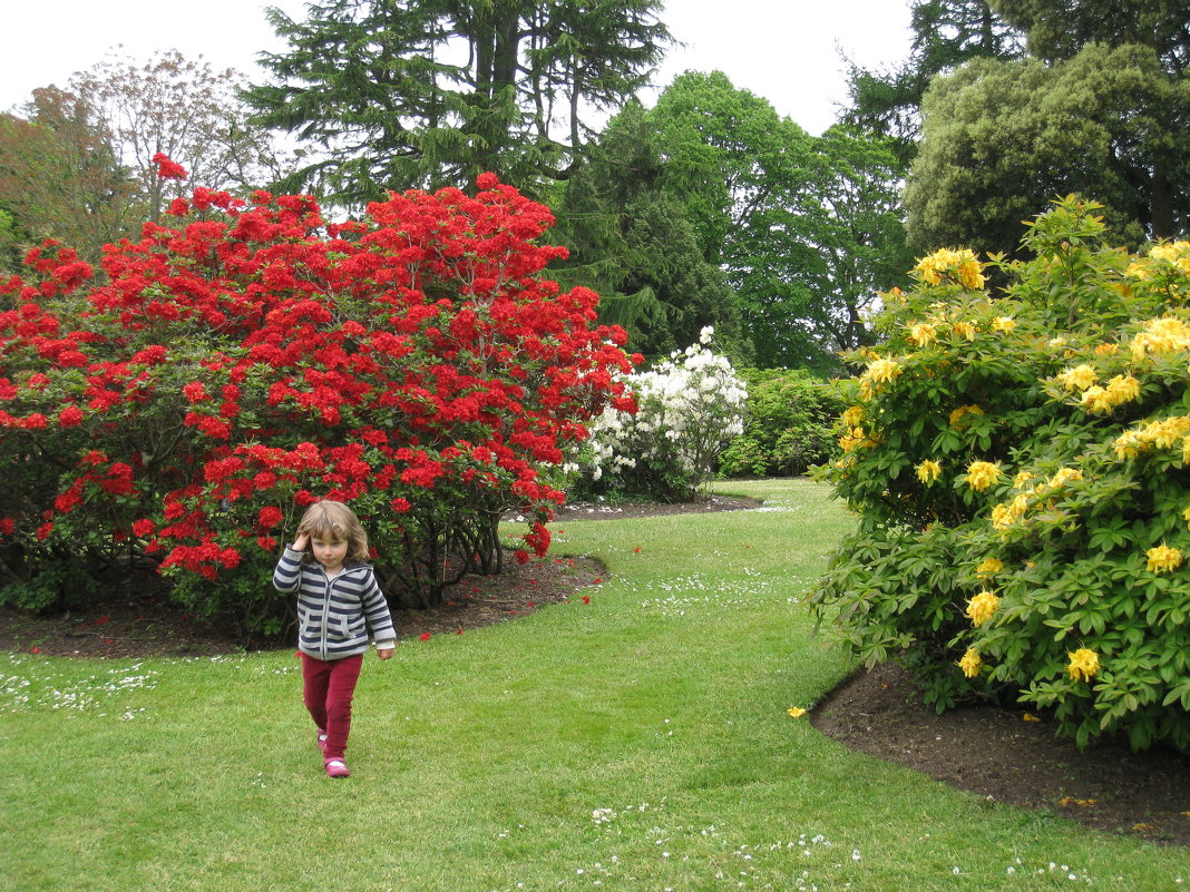 Рододендровый парк в Шотландии - Тамара Бедай 