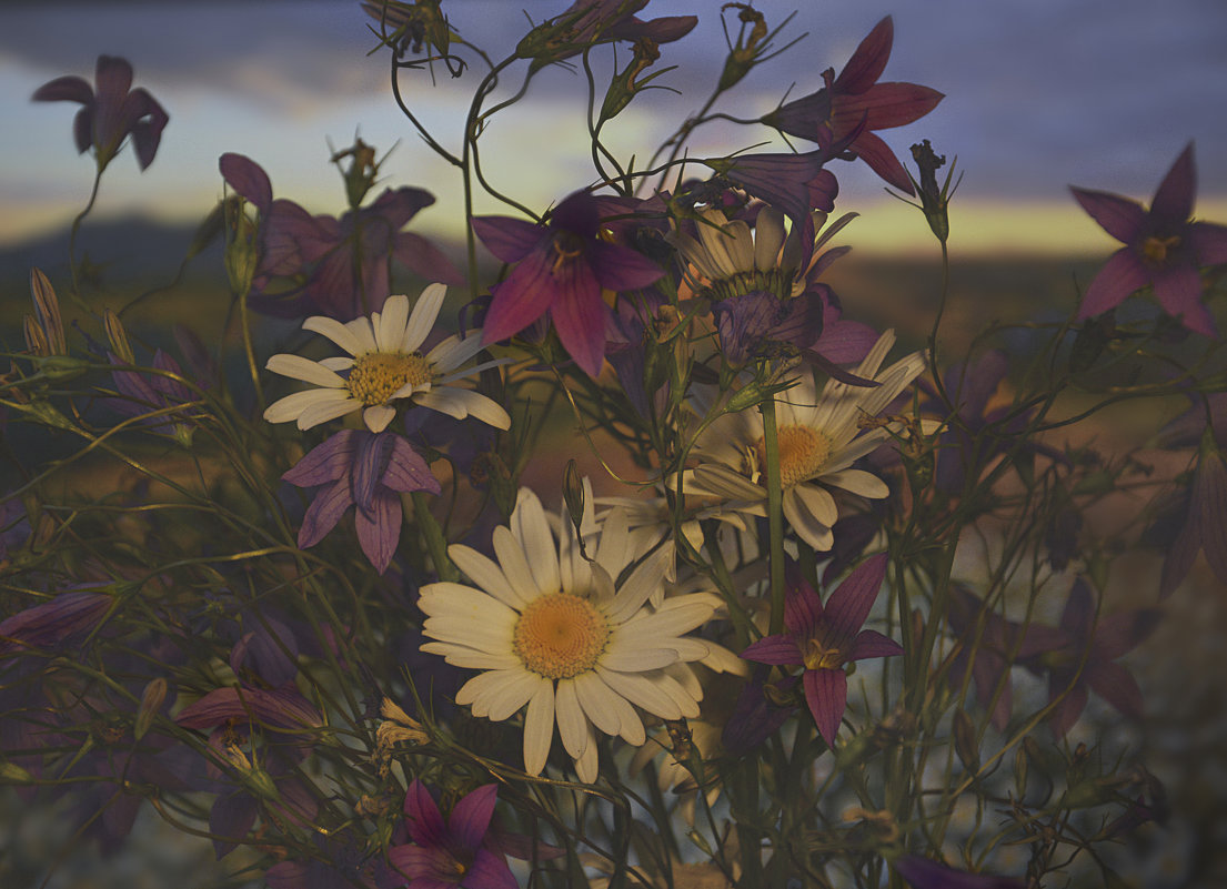 полевые цветы - Наталия П