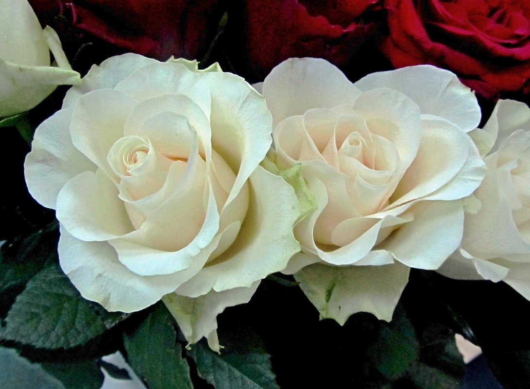 Белые розы - Сергей Карачин