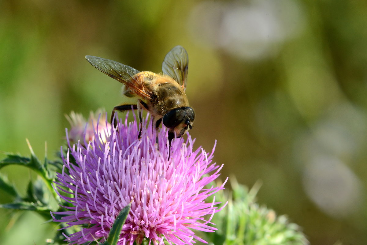 Volucella zonaria - Олег Шендерюк