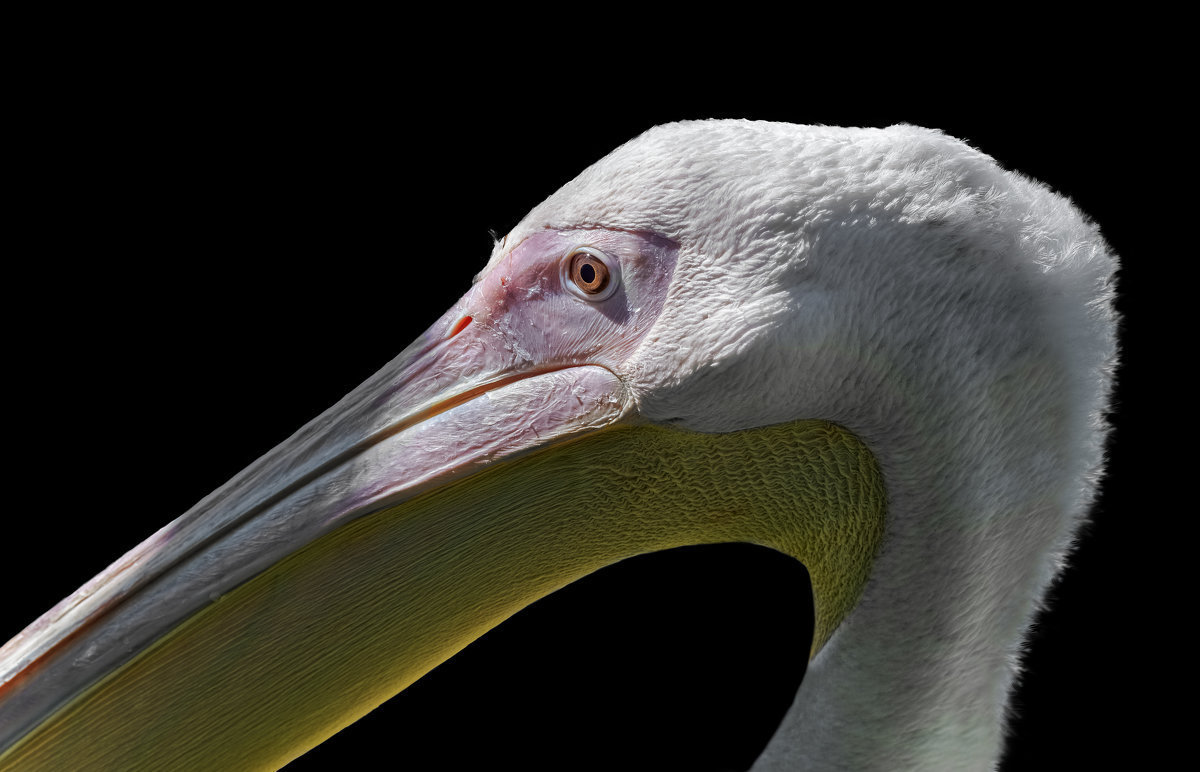 Самка розового пеликана - олег 