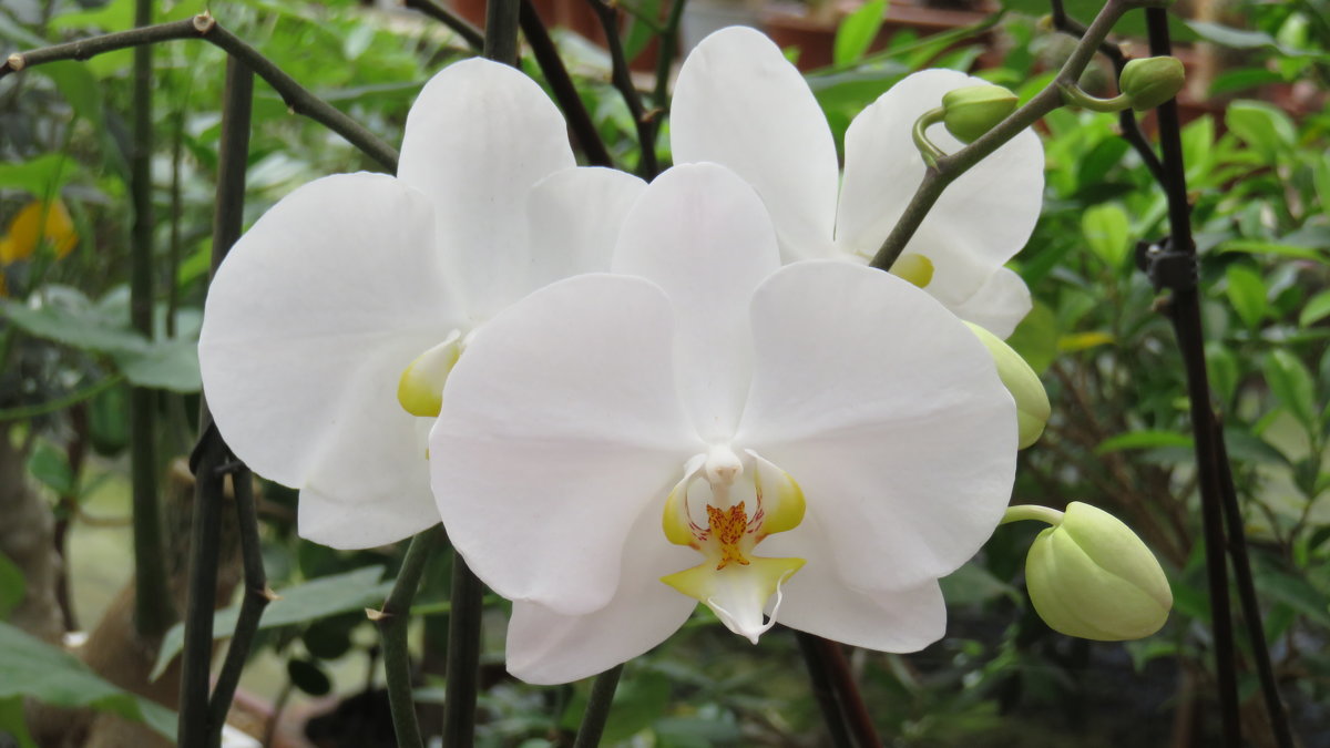 Белая орхидея - Герович Лилия 