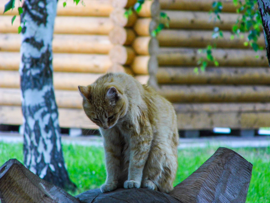 кот в сквере - Юлия Денискина