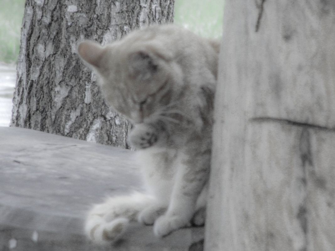 кот в сквере - Юлия Денискина