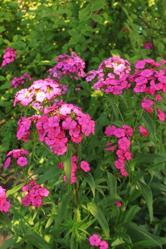 Цветы на садовом участке. - sav-al-v Савченко