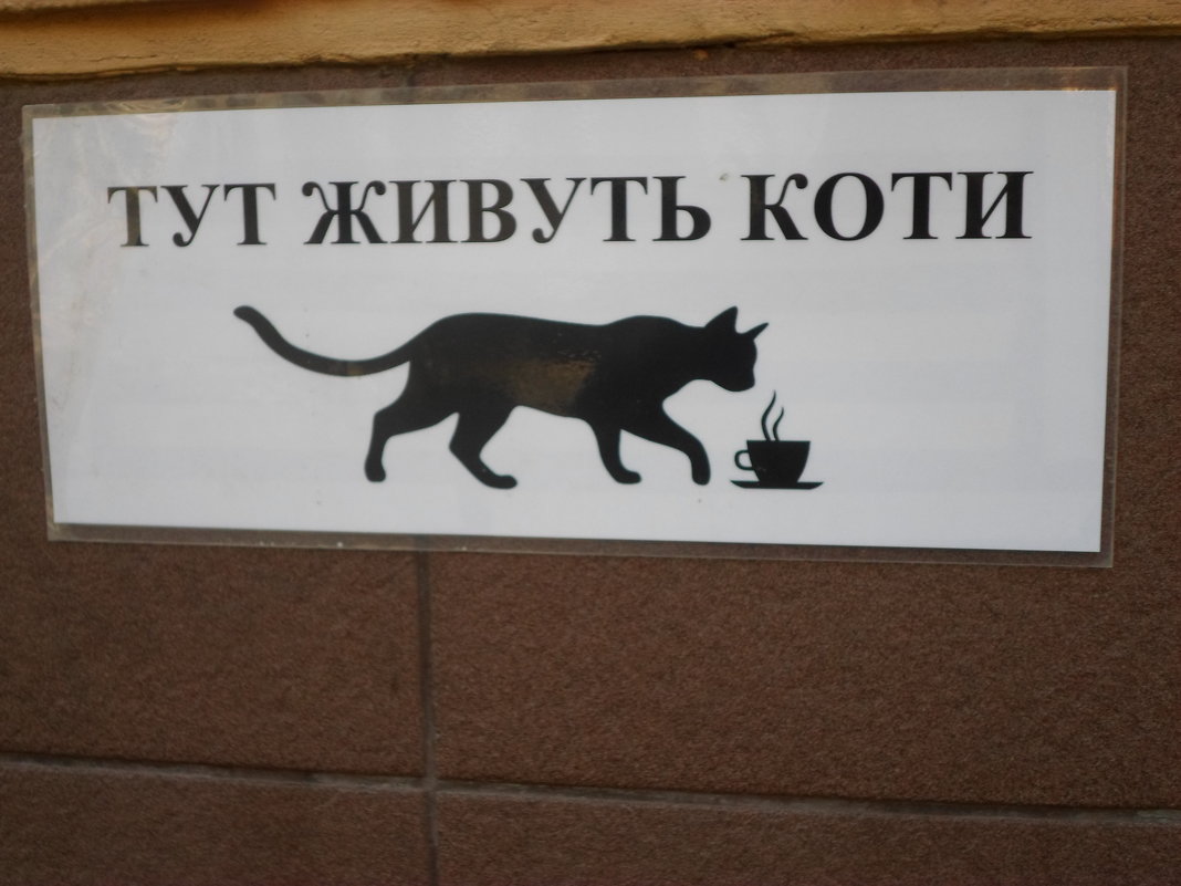 кафе с кошками во Львове - Lyudmila 