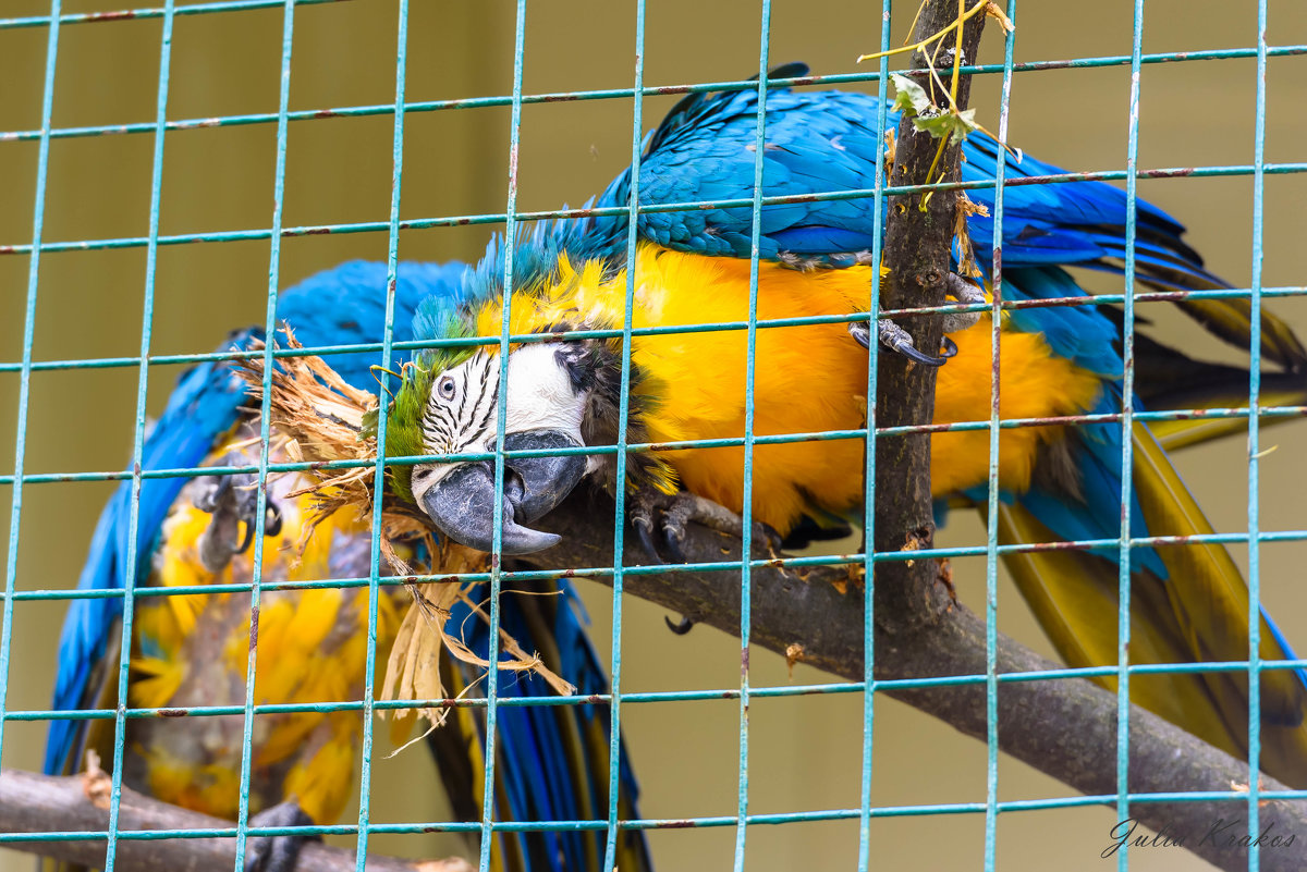Сине-жёлтый ара - Uliya 