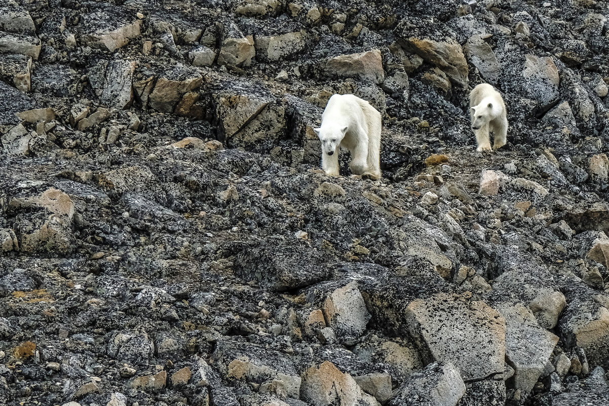 живые полярные медведи на расстояние 130 м от нас - Георгий А