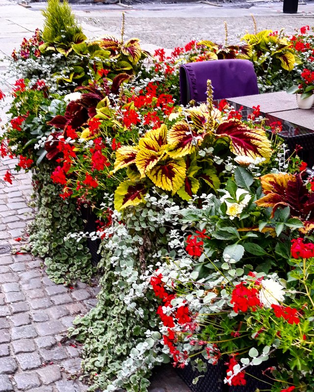 Гданьские цветы - Galina Belugina