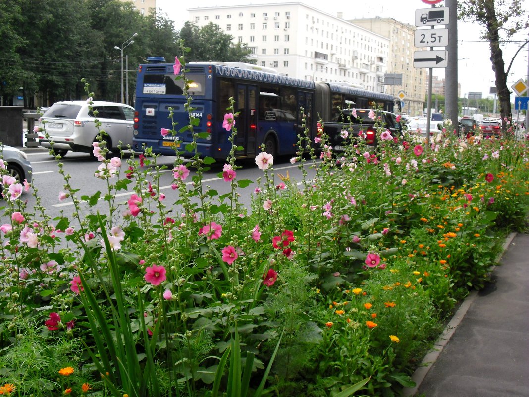 Городские цветы - Ирина - IrVik