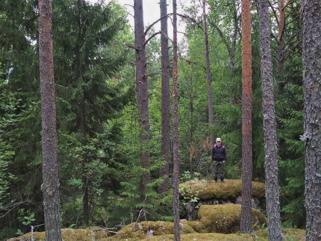 Здесь чудеса, здесь леший бродит. - Венера Чуйкова