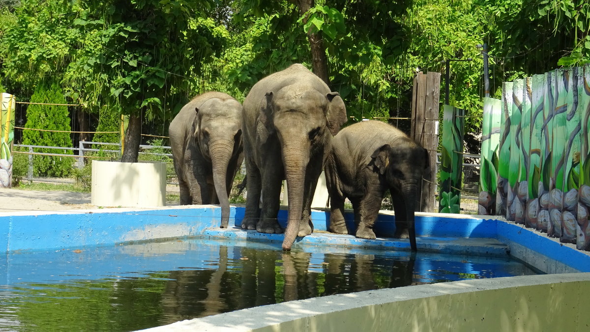 Семья слонов в Ростовском зоопарке - татьяна 