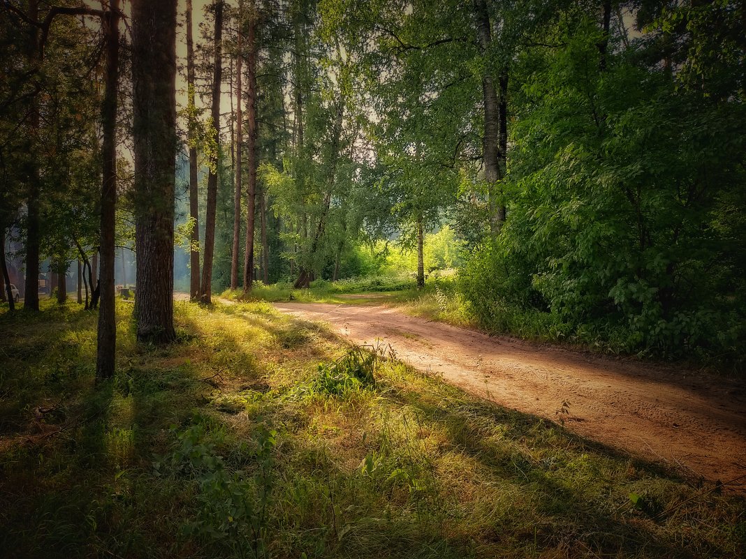 Солнце в лесу - Александр Шишин